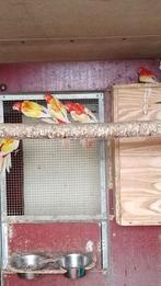 rosella's, Dieren en Toebehoren, Meerdere dieren, Parkiet, Geringd