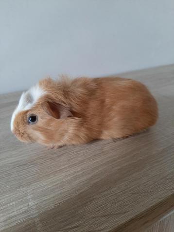 Amerikaans gekruind buff cavia zeugje