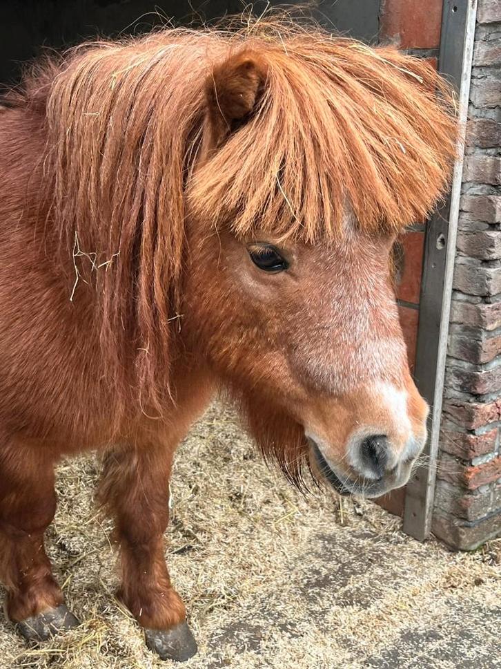 Gezelschapspony gezocht, Dieren en Toebehoren, Pony's, Onbeleerd, A pony (tot 1.17m)