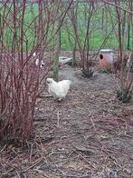 Zijdehoen haan, Dieren en Toebehoren, Pluimvee, Mannelijk, Kip