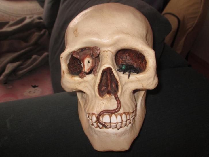 schedel met rat kever worm spaarpot nieuw, Verzamelen, Overige Verzamelen, Nieuw, Ophalen of Verzenden