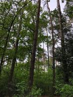 BOS  (3ha 11 a) te koop in recreatiegebied te Herenthout, Immo, Herenthout, De Bergen, Verkoop zonder makelaar, 1500 m² of meer