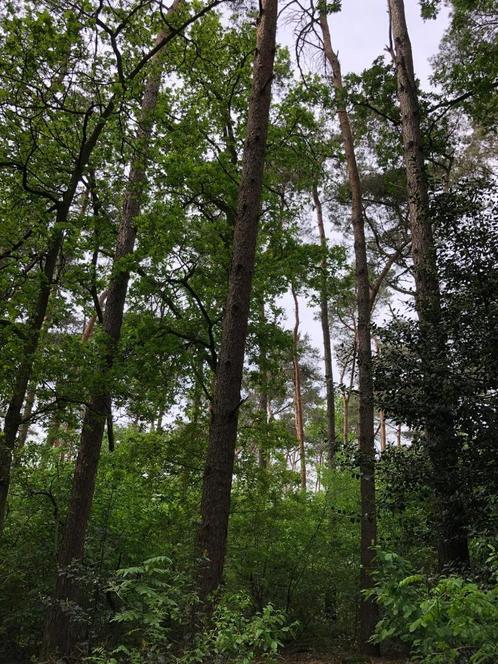 BOS  (3ha 11 a) te koop in recreatiegebied te Herenthout, Immo, Gronden en Bouwgronden, 1500 m² of meer, Verkoop zonder makelaar