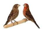 te koop roodmussen  (lees omschrijving ), Dieren en Toebehoren, Vogels | Overige Vogels, Meerdere dieren, Wildzangvogel