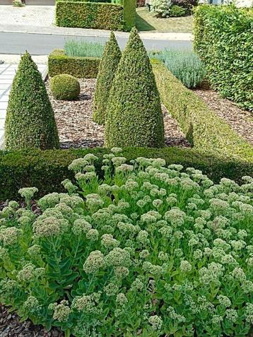 Tuin planten allerhande beschikbaar voor biedingen