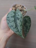 Scindapsus silver lady, Huis en Inrichting, Kamerplanten, Ophalen of Verzenden