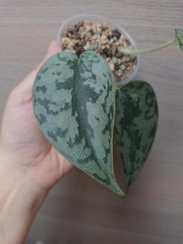 Scindapsus silver lady  beschikbaar voor biedingen
