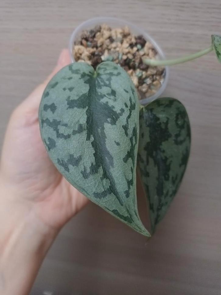 Scindapsus silver lady, Huis en Inrichting, Kamerplanten, Ophalen of Verzenden