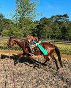 Zadelmak maken / training, Dieren en Toebehoren