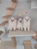 Brits korthaar kitten, Dieren en Toebehoren, Meerdere dieren, Gechipt, 0 tot 2 jaar