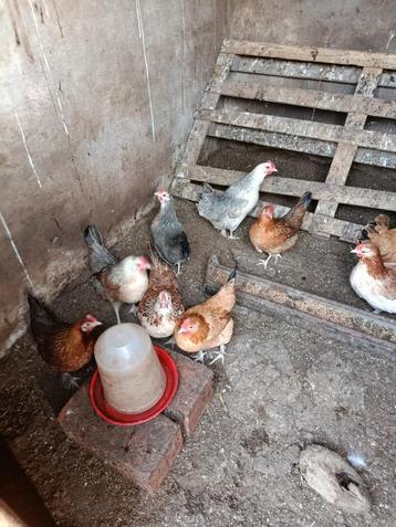 Engelse krielhennetjes  met haantje, Dieren en Toebehoren, Pluimvee, Meerdere dieren, Kip
