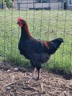 Marans haantje gratis 17 weken oud, Dieren en Toebehoren, Pluimvee, Mannelijk, Kip