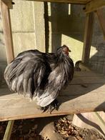 3 Coqs de pékin à donner, Animaux & Accessoires, Mâle, Poule ou poulet