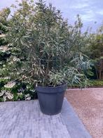 Oleanders in pot, Jardin & Terrasse, Plantes | Arbres, En pot, Plein soleil, Enlèvement, Été