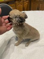 chihuahua pups echte mini raszuiver zeer mooie ! kleintjes, Dieren en Toebehoren, Honden | Chihuahua's en Gezelschapshonden, België