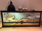 Terarium reptiles, Dieren en Toebehoren, Ophalen of Verzenden, Zo goed als nieuw