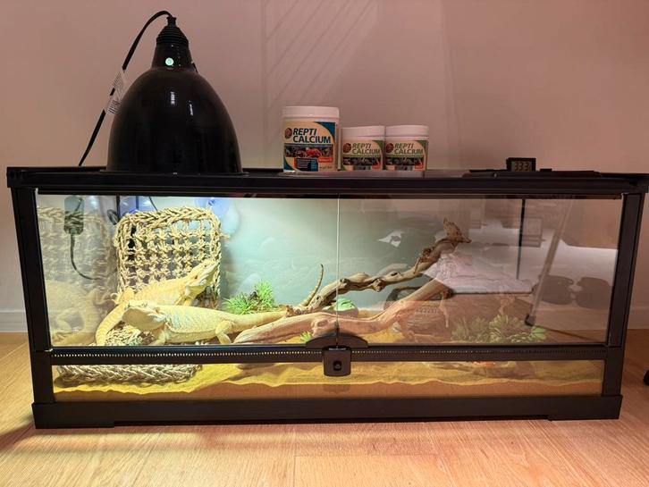 Terarium reptiles, Dieren en Toebehoren, Reptielen en Amfibieën | Toebehoren, Zo goed als nieuw, Ophalen of Verzenden