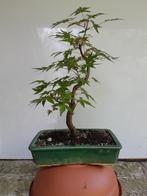 2 X Acer palmatum voor Bonsai, Tuin en Terras, Planten | Bomen, Ophalen of Verzenden
