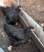 trio brahma's, Dieren en Toebehoren, Meerdere dieren, Kip