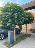 Twee mooie Catalpas, Ophalen