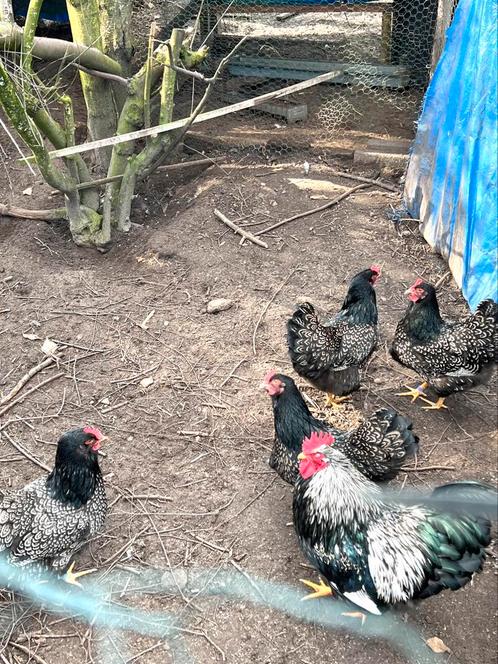 foktoom zilverzwartbarnevelders(groote soort vaste prijs, Dieren en Toebehoren, Pluimvee, Kip