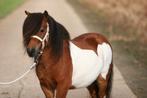 Prachtige bonte shetlander ruin, Dieren en Toebehoren, Ruin, A pony (tot 1.17m), 3 tot 6 jaar
