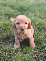 Engelse cocker pups bij ons geboren, Dieren en Toebehoren, Parvo, België, 8 tot 15 weken, Meerdere