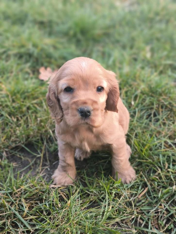 Des chiots cockers anglais nés chez nous, Animaux & Accessoires, Chiens | Retrievers, Épagneuls & Chiens d'eau, Plusieurs animaux