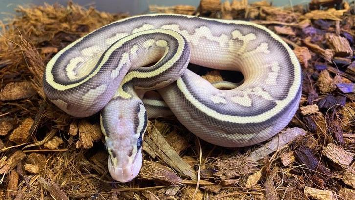 Pastel Fire butter stranger het pied 66% het dg, Animaux & Accessoires, Reptiles & Amphibiens, Serpent, 0 à 2 ans, Domestique