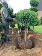 Conifeer op stam in bolvorm, meer dan 25 jaar oud, Tuin en Terras, Planten | Bomen, Ophalen