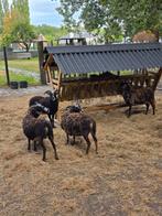 4 soay ooien te koop, Dieren en Toebehoren, Schapen, Geiten en Varkens