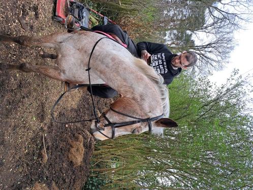 Paardrijlessen, Animaux & Accessoires, Chevaux & Poneys | Autres trucs de cheval, Neuf, Récréation, Enlèvement