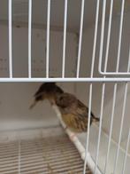 Glosterkanarie, Dieren en Toebehoren