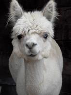 Alpaca's te koop bij de fokker, Meerdere dieren
