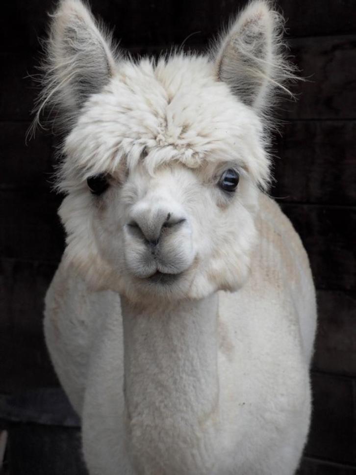 Alpaca's te koop bij de fokker, Dieren en Toebehoren, Schapen, Geiten en Varkens, Meerdere dieren