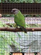 Bont boertje, Dieren en Toebehoren, Vogels | Parkieten en Papegaaien, Vrouwelijk, Papegaai, Geringd