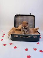 Pomeranian(pomeriaan) puppy’s, Dieren en Toebehoren, België, Fokker | Hobbymatig, Overige rassen, 8 tot 15 weken