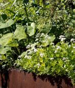 Gallium GEMAKKELIJKE SCHADUWPLANT, Tuin en Terras, Planten | Tuinplanten, Ophalen, Bodembedekkers, Vaste plant, Volledige schaduw