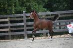 Exclusief D Welsh pony hengstveulen !, Dieren en Toebehoren, Gechipt, Dressuurpony, 0 tot 2 jaar, Hengst