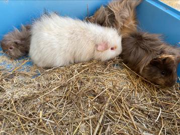 4 cavia beertjes, Dieren en Toebehoren, Knaagdieren, Mannelijk, Cavia