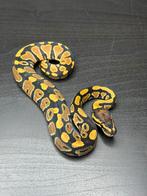 0.1 orange dream yellowbelly het clown 50% dh dg pied, Dieren en Toebehoren, Slang, Tam, 0 tot 2 jaar