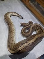 Python regius, Animaux & Accessoires