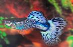 Guppy snakeskin blauw, Vis, Zoetwatervis