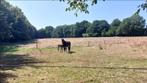 Weide(plaats) te huur in Aarschot (Haterbeek), Dieren en Toebehoren, Weidegang, 1 paard of pony