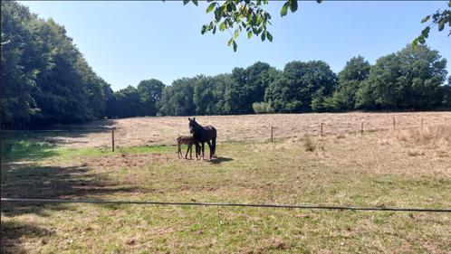 Weide(plaats) te huur in Aarschot (Haterbeek), Dieren en Toebehoren, Stalling en Weidegang, Stalling, Weidegang, 1 paard of pony