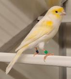 Geel mozaïek kanaries mannen (TT kwaliteit), Mâle, Canari de couleur