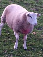 Schaap te koop, Dieren en Toebehoren, Mannelijk, Schaap, 0 tot 2 jaar