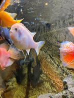 Aquarium + vis te koop, Dieren en Toebehoren, Vis