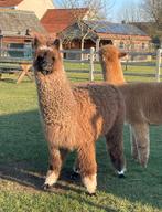 Unieke Alpaca merrie, Dieren en Toebehoren, Overige Dieren