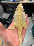Pogonas viticeps hypo trans et het trans blue bar, Dieren en Toebehoren, Reptielen en Amfibieën